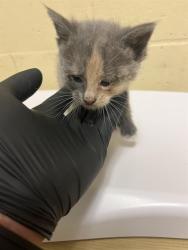 Shelter Stray Female Cat last seen 35TH ST & 12TH AVE, 2127 Front St, Sacramento, CA 95818, USA