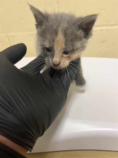 Shelter Stray Female Cat last seen 35TH ST & 12TH AVE, 2127 Front St, Sacramento, CA 95818, USA