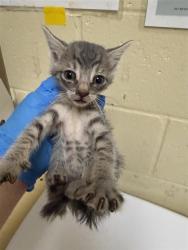 Shelter Stray Male Cat last seen ELITE DR & HILO WAY, 2127 Front St, Sacramento, CA 95818, USA