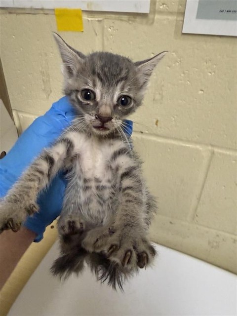 Shelter Stray Male Cat last seen ELITE DR & HILO WAY, 2127 Front St, Sacramento, CA 95818, USA