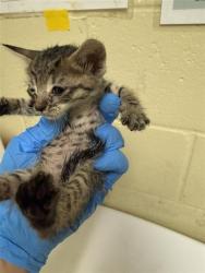 Shelter Stray Male Cat last seen ELITE DR & HILO WAY, 2127 Front St, Sacramento, CA 95818, USA