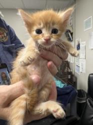 Shelter Stray Male Cat last seen , West Valley Animal Shelter, 20655 Plummer St, Chatsworth, CA 91311, USA