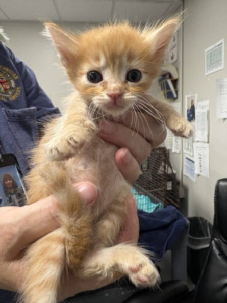 Shelter Stray Male Cat last seen , West Valley Animal Shelter, 20655 Plummer St, Chatsworth, CA 91311, USA