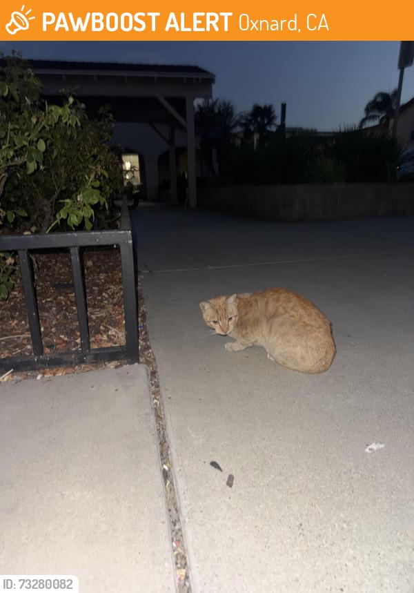 Found/Stray Unknown Cat last seen playground, Oxnard, CA 93030
