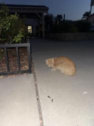Found/Stray Unknown Cat last seen playground, Oxnard, CA 93030