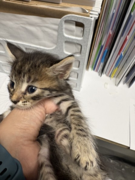Shelter Stray Male Cat last seen , West Valley Animal Shelter, 20655 Plummer St, Chatsworth, CA 91311, USA