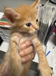 Shelter Stray Male Cat last seen , West Valley Animal Shelter, 20655 Plummer St, Chatsworth, CA 91311, USA