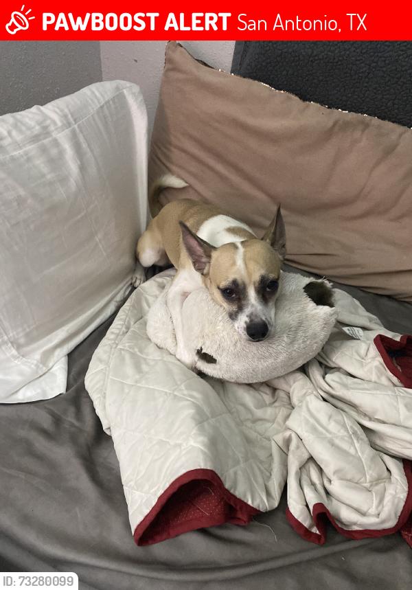Lost Male Dog last seen Not too sure, San Antonio, TX 78250