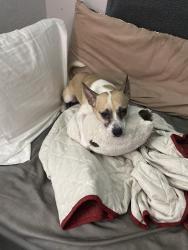 Lost Male Dog last seen Not too sure, San Antonio, TX 78250