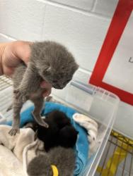 Shelter Stray Male Cat last seen CHARLOTTE, 8315 Byrum Dr, Charlotte, NC 28217, USA
