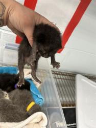 Shelter Stray Male Cat last seen CHARLOTTE, 8315 Byrum Dr, Charlotte, NC 28217, USA