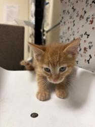 Shelter Stray Male Cat last seen Near BLOCK FONT AVE, JURUPA VALLEY CA 92509, 6851 Van Buren Boulevard, Jurupa Valley, CA 92509, USA