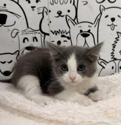 Shelter Stray Female Cat last seen , 957 N Gaffey St, San Pedro, CA 90731, USA