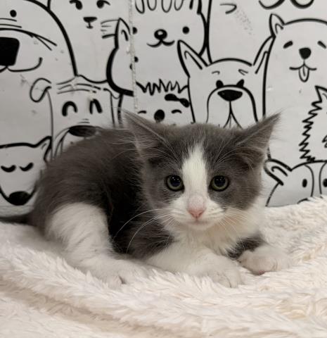 Shelter Stray Female Cat last seen , 957 N Gaffey St, San Pedro, CA 90731, USA