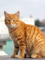 Found/Stray Unknown Cat last seen Thunderbird and 24th Dr near the Circle K, Phoenix, AZ 85029
