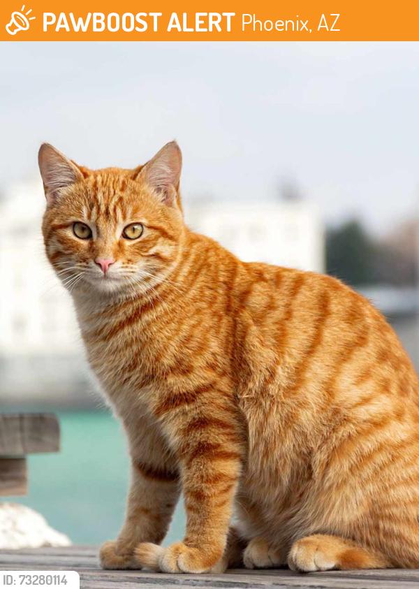 Found/Stray Unknown Cat last seen Thunderbird and 24th Dr near the Circle K, Phoenix, AZ 85029