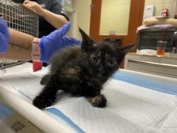 Shelter Stray Female Cat last seen Near BLOCK S 15TH PL, 3839 W Burnham St, West Milwaukee, WI 53215, USA