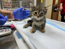 Shelter Stray Female Cat last seen Near BLOCK S 15TH PL, 3839 W Burnham St, West Milwaukee, WI 53215, USA