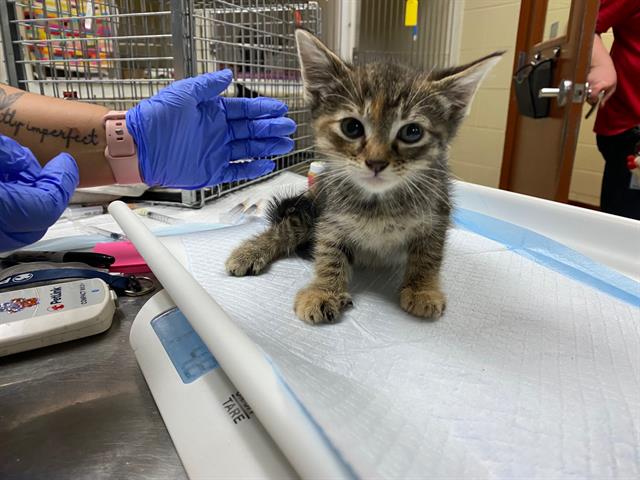 Shelter Stray Female Cat last seen Near BLOCK S 15TH PL, 3839 W Burnham St, West Milwaukee, WI 53215, USA