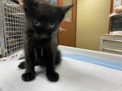Shelter Stray Male Cat last seen Near BLOCK S 15TH PL, 3839 W Burnham St, West Milwaukee, WI 53215, USA
