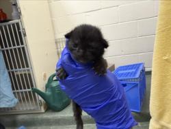 Shelter Stray Male Cat last seen Near BLOCK E FRANTAGE RD SANTA FE NM 87501, 100 Caja Del Rio Rd, Santa Fe, NM 87507, USA