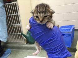 Shelter Stray Female Cat last seen Near BLOCK GARCIA ST, 100 Caja Del Rio Rd, Santa Fe, NM 87507, USA