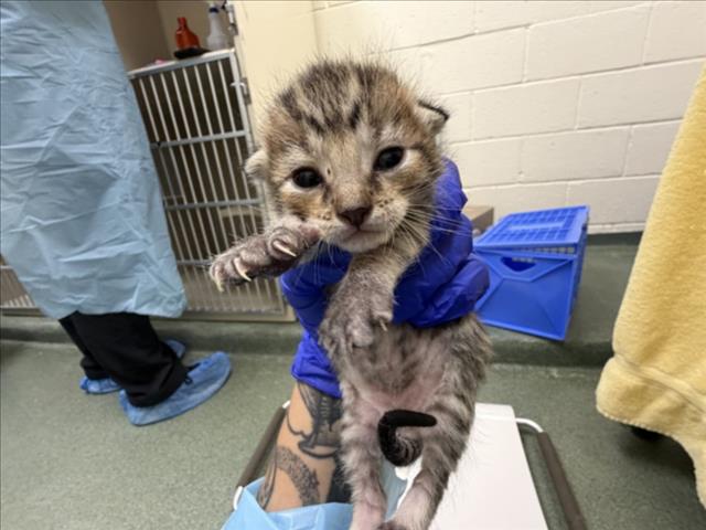 Shelter Stray Male Cat last seen Near BLOCK E FRANTAGE RD SANTA FE NM 87501, 100 Caja Del Rio Rd, Santa Fe, NM 87507, USA