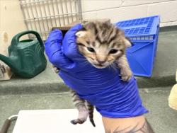 Shelter Stray Male Cat last seen Near BLOCK GARCIA ST, 100 Caja Del Rio Rd, Santa Fe, NM 87507, USA
