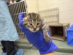 Shelter Stray Female Cat last seen Near BLOCK GARCIA ST, 100 Caja Del Rio Rd, Santa Fe, NM 87507, USA