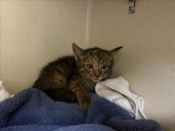 Shelter Stray Female Cat last seen BUFFALO WILD WINGS 3501 ZAFARANO SANTA FE NM 87507, 100 Caja Del Rio Rd, Santa Fe, NM 87507, USA