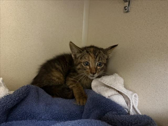 Shelter Stray Female Cat last seen BUFFALO WILD WINGS 3501 ZAFARANO SANTA FE NM 87507, 100 Caja Del Rio Rd, Santa Fe, NM 87507, USA