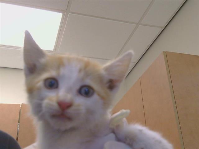 Shelter Stray Male Cat last seen CALVINE RD/ELK GROVE FLORIN RD, 95828, 3839 Bradshaw Rd, Sacramento, CA 95827, USA