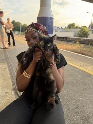 Lost Female Cat last seen Waitrose, Canterbury, England 
