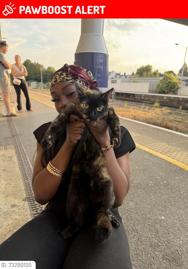 Lost Female Cat last seen Waitrose, Canterbury, England 