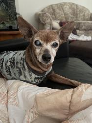 Reunited Female Dog last seen 7-11 @ 96 ave & 132 st Surrey BC, Surrey, BC V3T 3S4