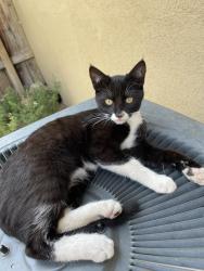 Reunited Female Cat last seen Monroe St. and Ouida DR, Riverside, CA 92503