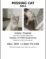 Lost Female Cat last seen South Acres / 77051, Houston, TX 77051