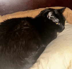 Lost Male Cat last seen Kimwell Dr., Griffith Rd., Winston-Salem, NC 27103