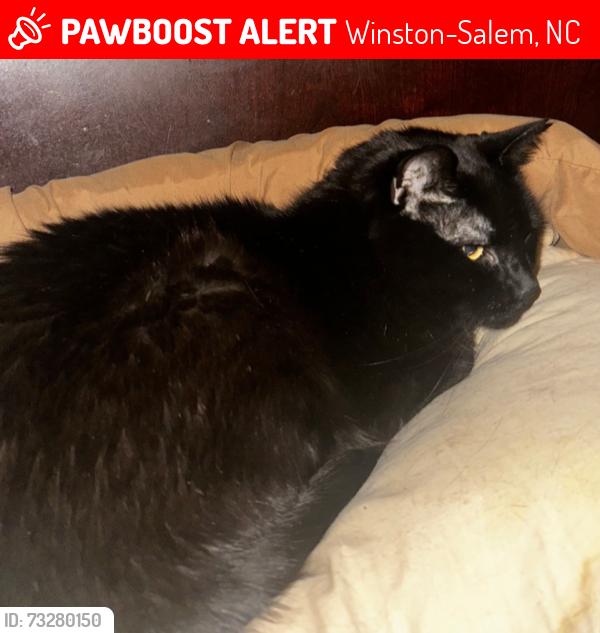 Lost Male Cat last seen Kimwell Dr., Griffith Rd., Winston-Salem, NC 27103