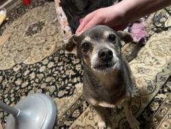 Lost Male Dog last seen Grant St and Plymouth, Santa Cruz, CA 95060