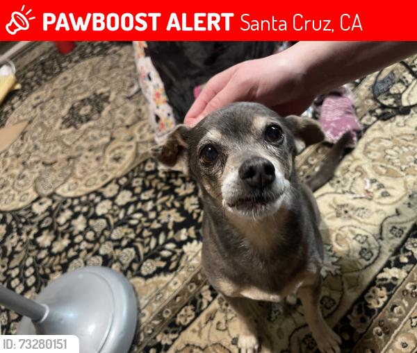 Lost Male Dog last seen Grant St and Plymouth, Santa Cruz, CA 95060