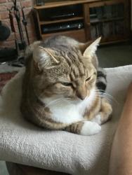 Reunited Female Cat last seen Blenheim Fields, Forest Row, England 