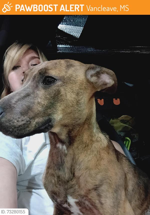 Found/Stray Female Dog last seen Pizza hut, Vancleave, MS 39565
