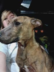 Found/Stray Female Dog last seen Pizza hut, Vancleave, MS 39565
