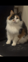 Lost Female Cat last seen 162nd and 1st street right by the gas stations on the corner of 164th that turns to 162nd in Vancouver, Vancouver, WA 98684