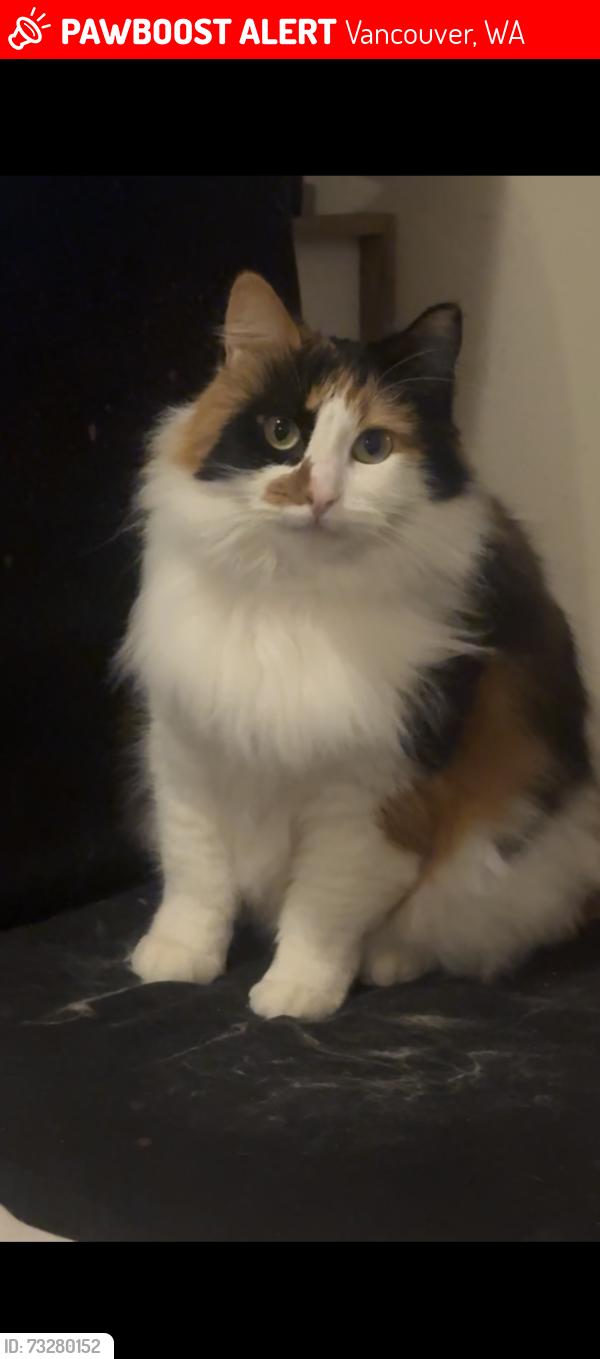 Lost Female Cat last seen 162nd and 1st street right by the gas stations on the corner of 164th that turns to 162nd in Vancouver, Vancouver, WA 98684