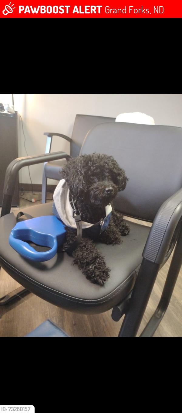 Lost Male Dog last seen 8th st. ST. Joseph Thruft Store, Grand Forks, ND 58201