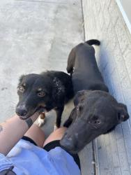 Found/Stray Unknown Dog last seen Grant and Norton, ozarks empire fairground & hillcrest high school area, Springfield, MO 65803