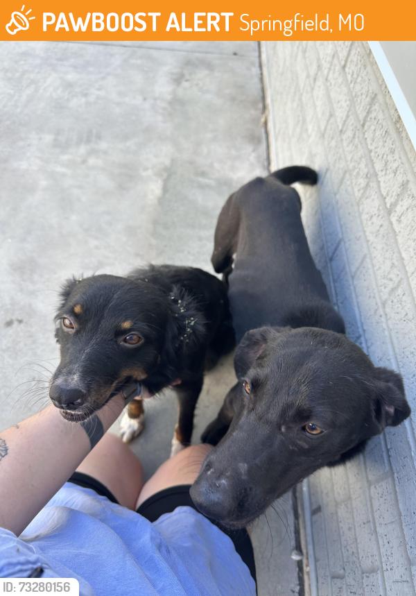 Found/Stray Unknown Dog last seen Grant and Norton, ozarks empire fairground & hillcrest high school area, Springfield, MO 65803