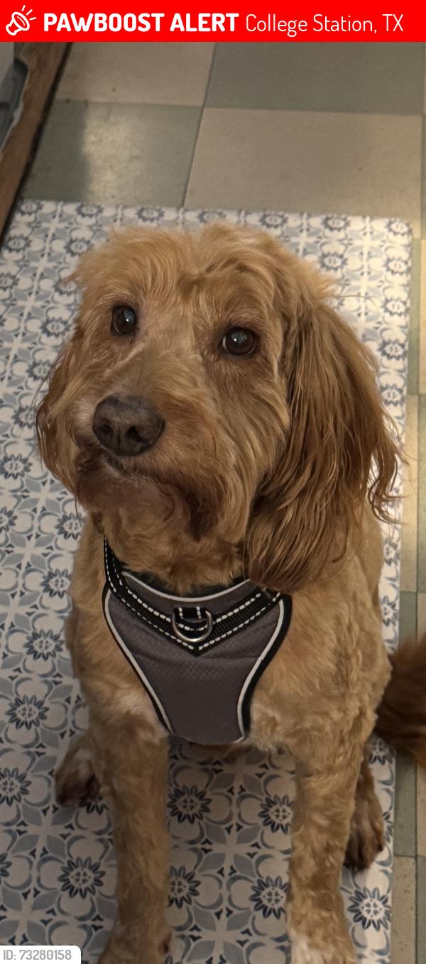 Lost Male Dog last seen The arbors at wolf pen creek apmts, College Station, TX 77840